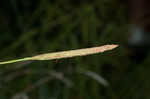 Cypress swamp sedge